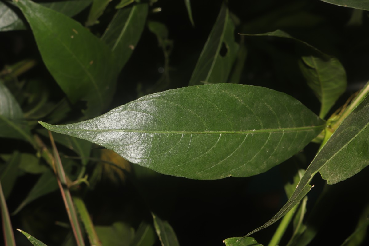 Schaueria calytricha (Otto ex Hook.) Orb.